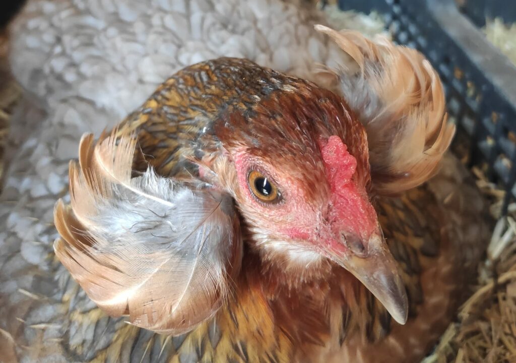 Poule Araucana