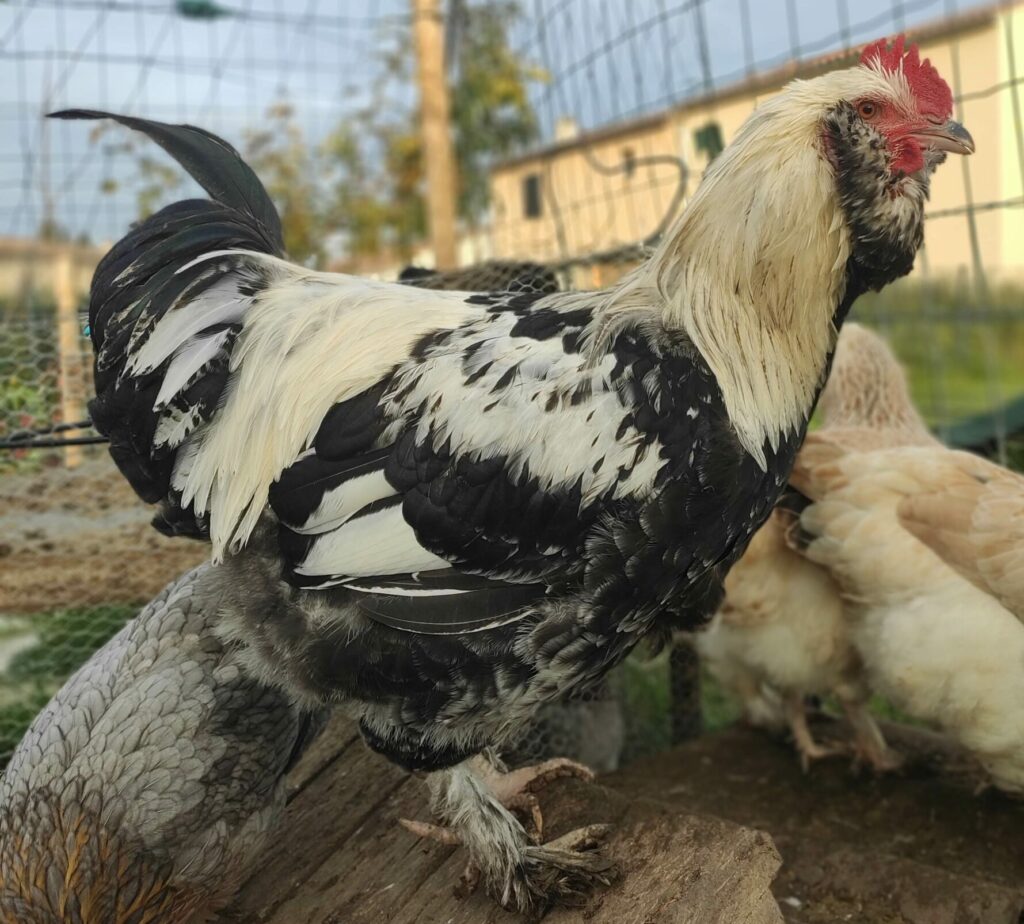 Coq Faverolle Français